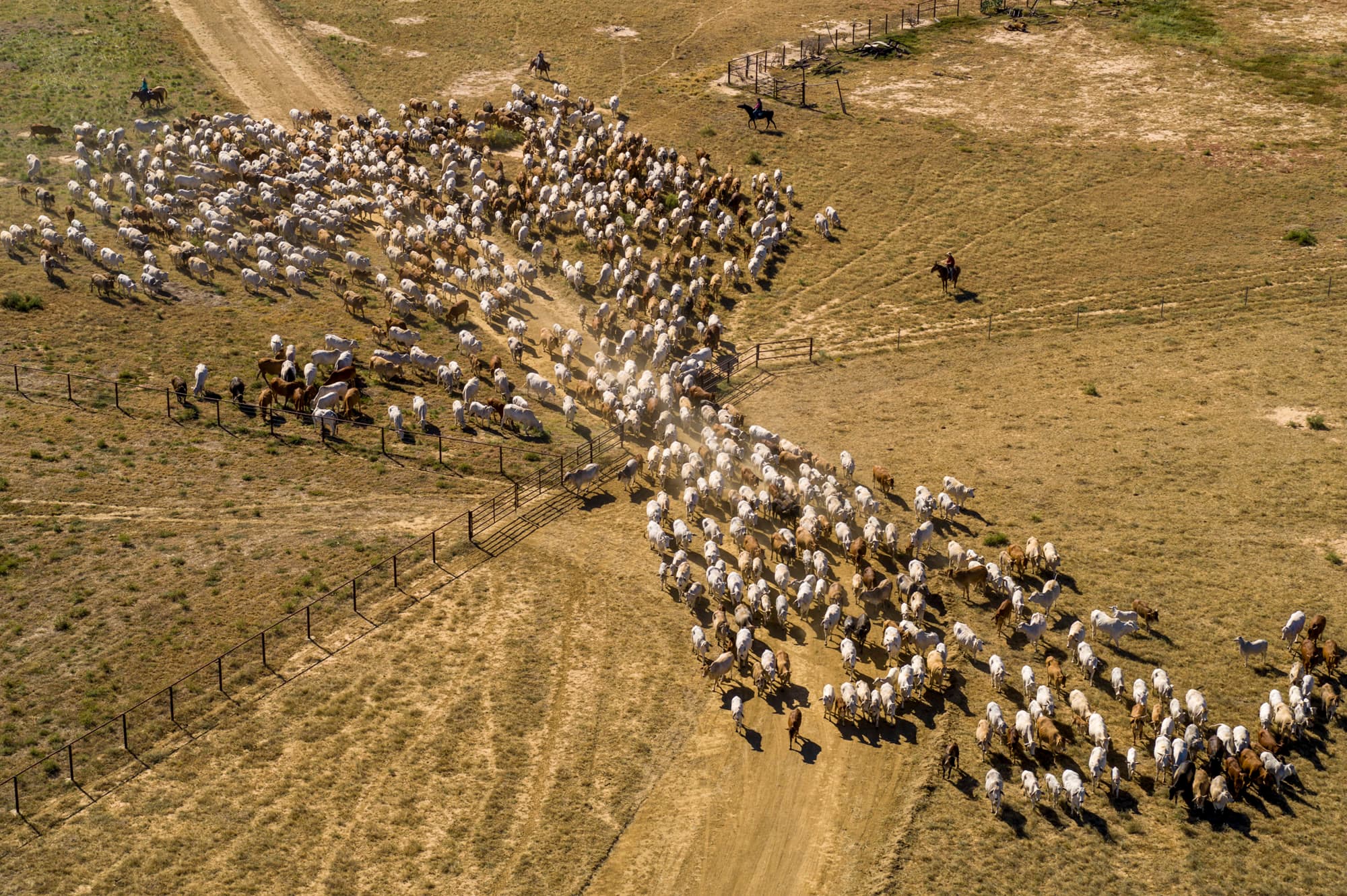 Cattle Mustering